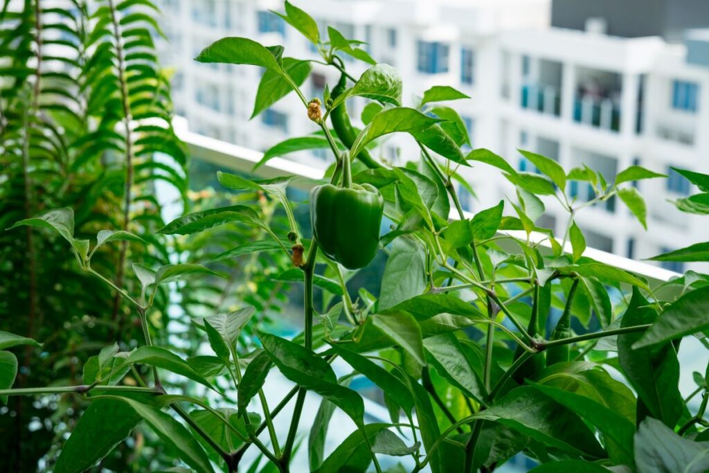 Grünes Capsicum auf einem Balkongarten in einer Wohnung.