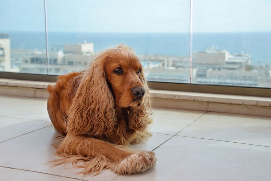 Cockerspaniel liegt auf dem Balkon, Häuser und Meer im Hintergrund