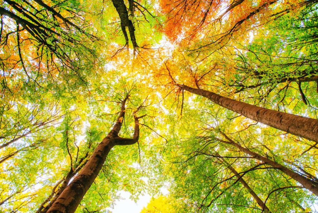 Waldbäume in herbstlicher Färbung von unten gesehen, Baumkronen und Himmel