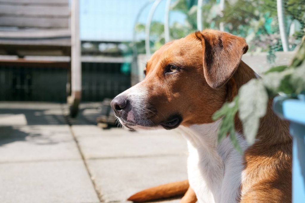 Hund auf dem Balkon petra richli 844769029