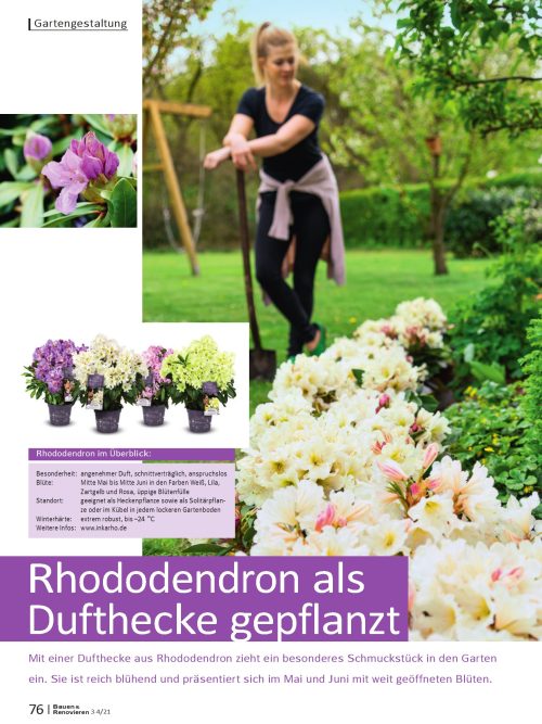 Hausbau Helden Rhododendron als Dufthecke pflanzen