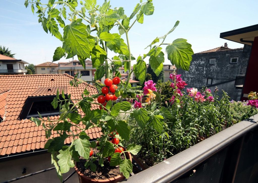 Tomaten auf dem Balkon ChiccoDodiFC (#87390242)